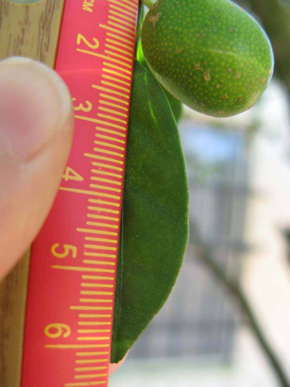            Unifoliolate leaf (Winter Haven, FL)   